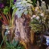 Succulents planted in driftwood