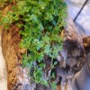 Succulents planted in driftwood