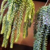 Burrow'sTail hanging succulent