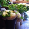 Plants and flowers inside the studio
