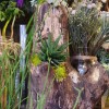 Succulents planted in driftwood