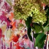 Garden hydrangea