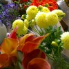 Autumn fresh flowers
