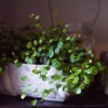 Wire vine in antique ceramic - Photography by Beautiful Images Photography
