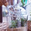 Terrarium - Photography by Beautiful Images Photography