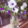 Anemones - Photography by Beautiful Images Photography