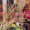Rosehips - Photography by Beautiful Images Photography