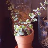 Jade plant in terracotta - Photography by Beautiful Images Photography