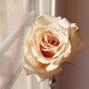 Beautiful Images Photography