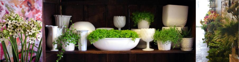 flowers toronto, Toronto florist, Toronto flower shop, order flowers online, send flowers in toronto, flower subscription toronto, florist, downtown florist toronto, little italy flower shop, online florist toronto, 