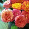 Roses and Garden Roses