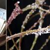 Vintage postcards & Salix