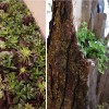 Succulents