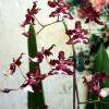 Chocolate Orchid