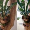 Mounted Staghorn Fern on Wooden Log