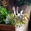 Succulents inside the studio