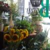 Front window at Botany